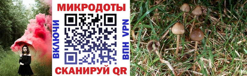kraken онион  Гай  Галлюциногенные грибы прущие грибы 