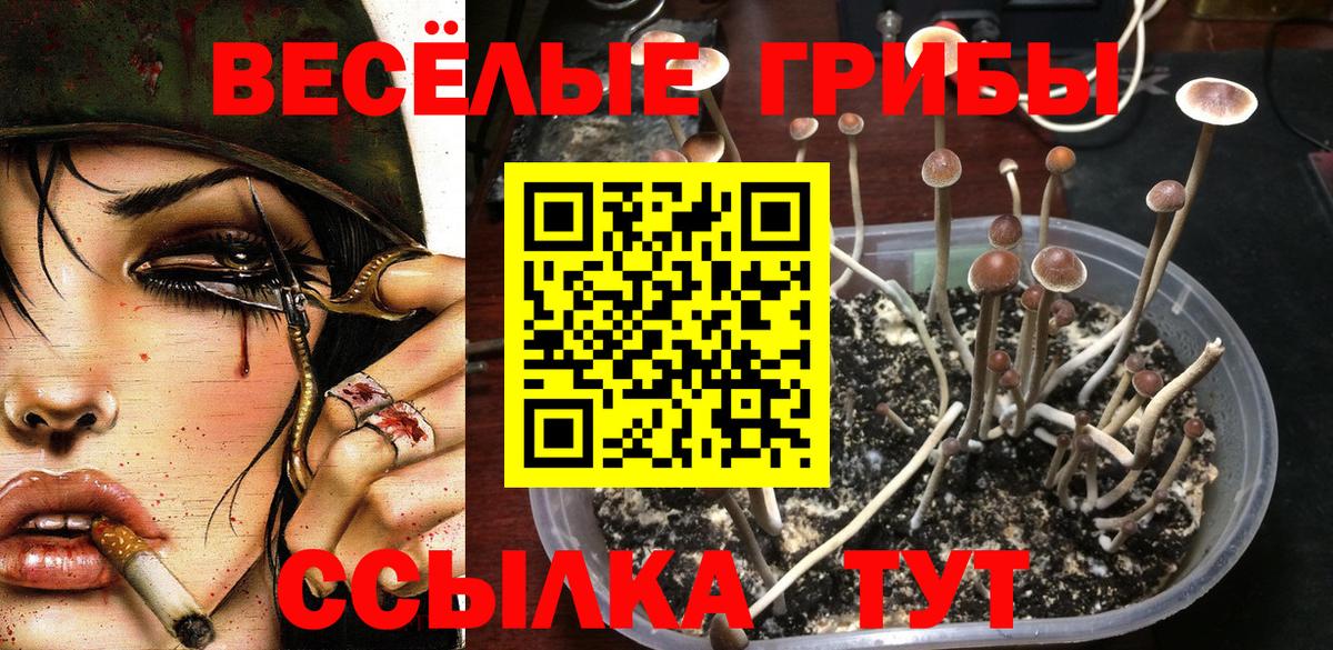 Галлюциногенные грибы Psilocybe Гай