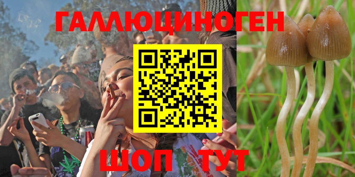 Псилоцибиновые грибы GOLDEN TEACHER Гай