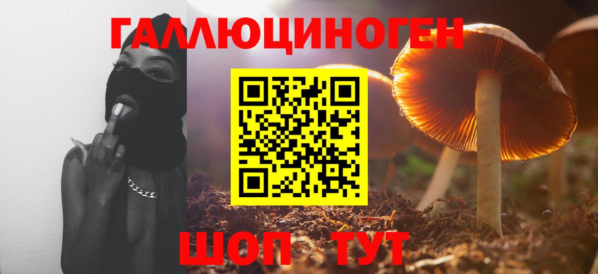 Гай  Псилоцибиновые грибы мицелий  Вход с VPN  Псилоцибиновые грибы Psilocybe 